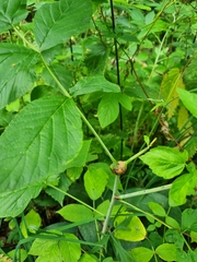 Lasioptera rubi