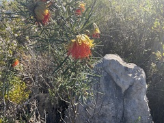 Diplolaena angustifolia