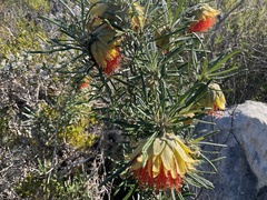 Diplolaena angustifolia