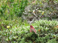 Carpodacus formosanus