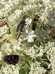 Melobasis purpurascens