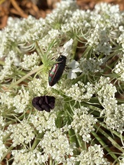 Melobasis purpurascens