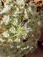 Melobasis purpurascens