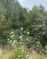 Melobasis purpurascens