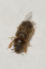 Heterocerus fusculus