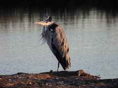 Ardea cinerea