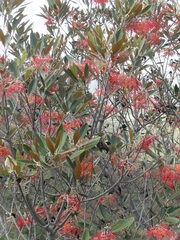 Grevillea meisneri