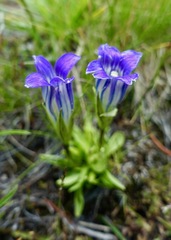 Gentianeae