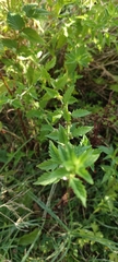 Lycopus europaeus