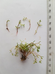 Crassula natans