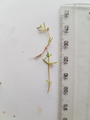 Crassula natans