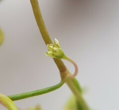 Crassula natans