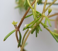 Crassula natans