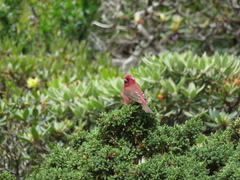 Carpodacus formosanus