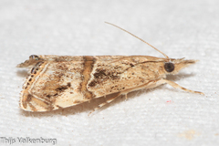 Euchromius cambridgei