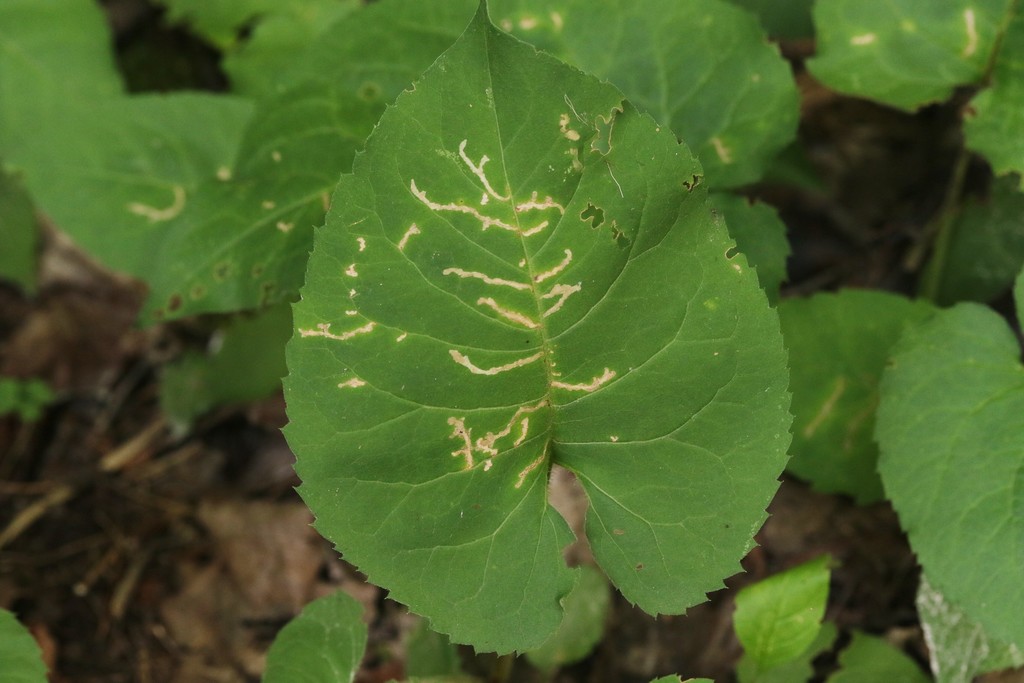 Scrobipalpula