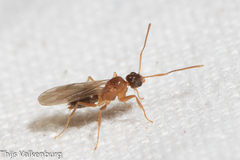 Nylanderia jaegerskioeldi