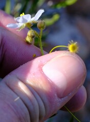 Drosera hirsuta