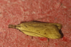 Dichomeris limosellus
