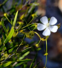 Drosera hirsuta
