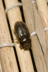 Heterocerus obsoletus