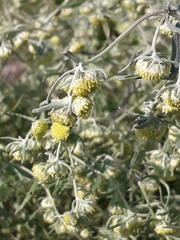 Artemisia jacutica