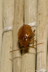 Neocrepidodera ferruginea
