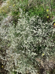Artemisia jacutica