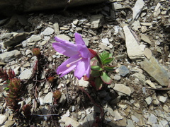 Epilobium nankotaizanense