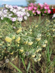 Artemisia jacutica