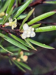 Micrantheum hexandrum