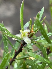 Micrantheum hexandrum