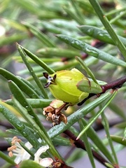 Micrantheum hexandrum