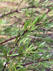 Micrantheum hexandrum