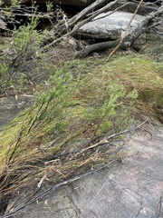 Micrantheum hexandrum