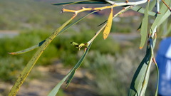 Acacia signata