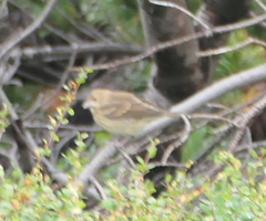 Carpodacus erythrinus grebnitskii