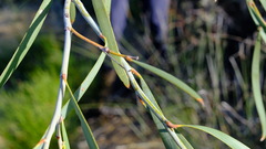 Acacia signata