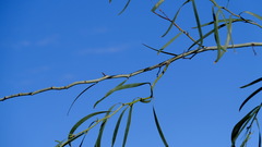 Acacia signata