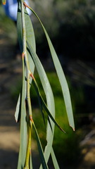 Acacia signata