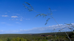 Acacia signata