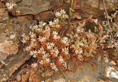Sedum rubens