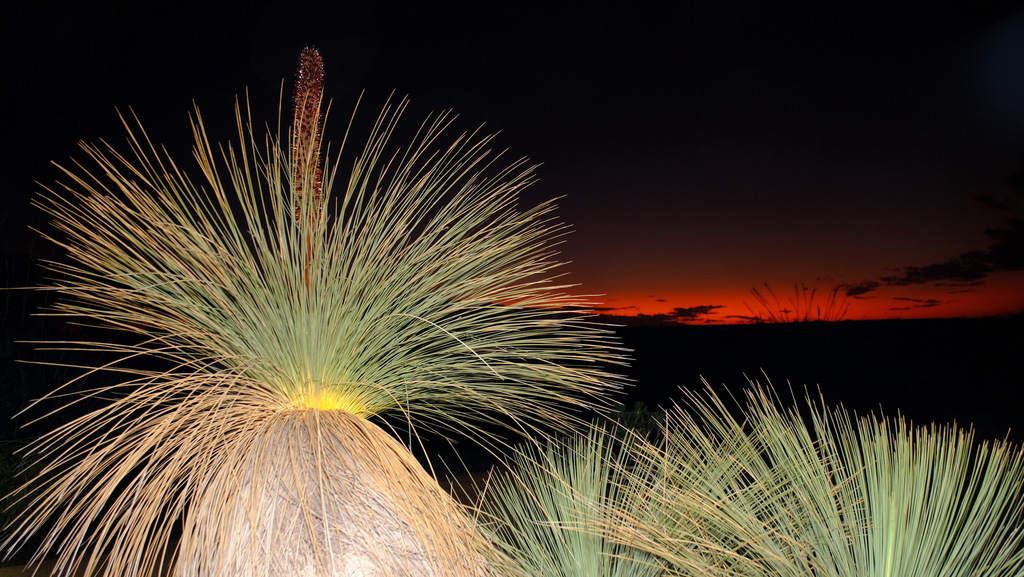 Xanthorrhoea drummondii Harv.