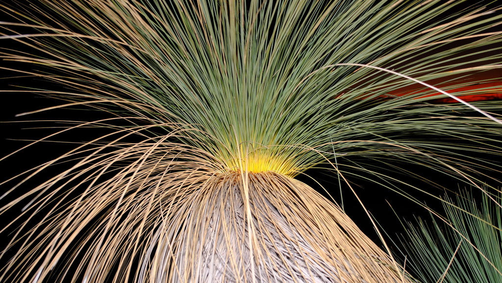 Xanthorrhoea drummondii Harv. 2