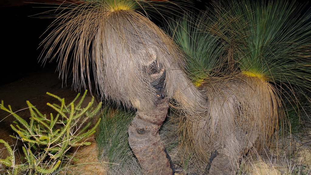 Xanthorrhoea drummondii Harv. 3