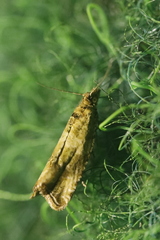 Celypha striana
