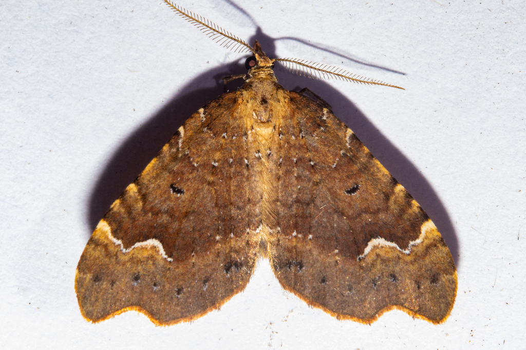 Asaphodes camelias