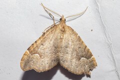 Asaphodes camelias