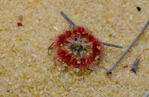 Drosera rechingeri