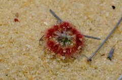 Drosera rechingeri